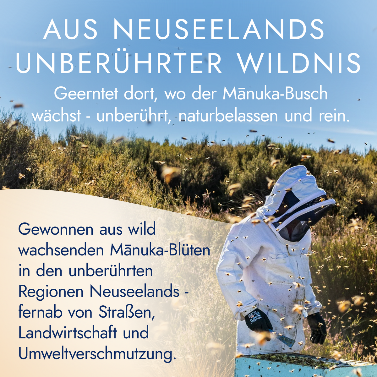 Aus Neuseelands unberührter Wildnis: Imker im Manuka-Gebiet